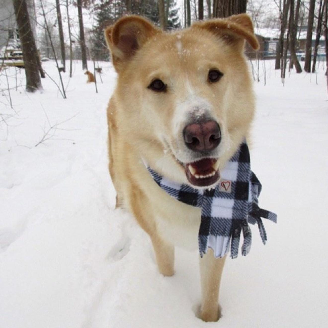 Fleece Buffalo Plaid Dog Scarf, Winter Puppy Scarf, Checkered White and Black