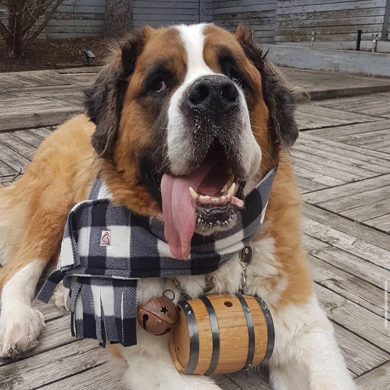 Fleece Buffalo Plaid Dog Scarf, Winter Puppy Scarf, Checkered White and Black